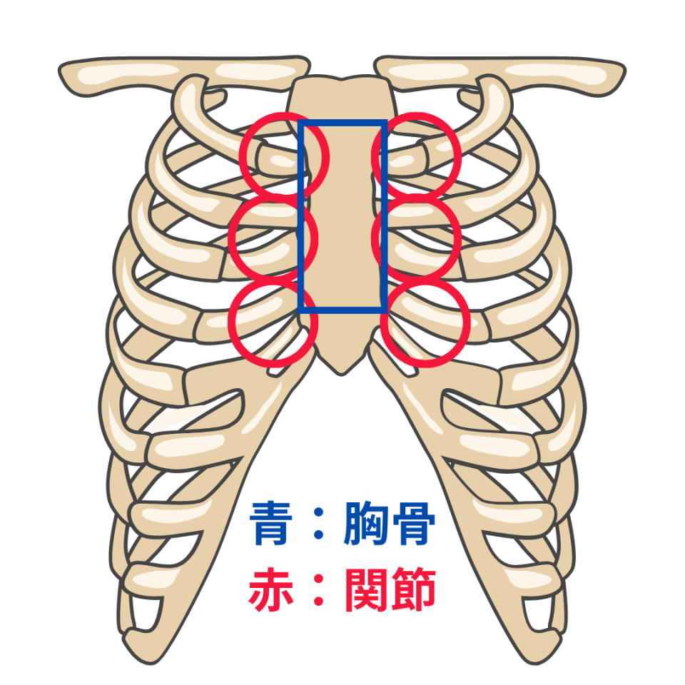 胸骨のイラスト