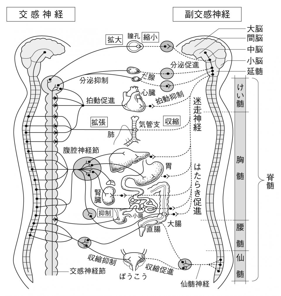 自律神経